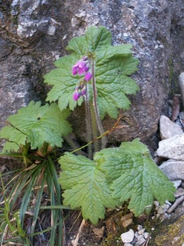 Malá Fatra - 22.5.2005